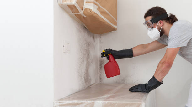 Professional Basement Mold Removal technician working in Franklin, TN